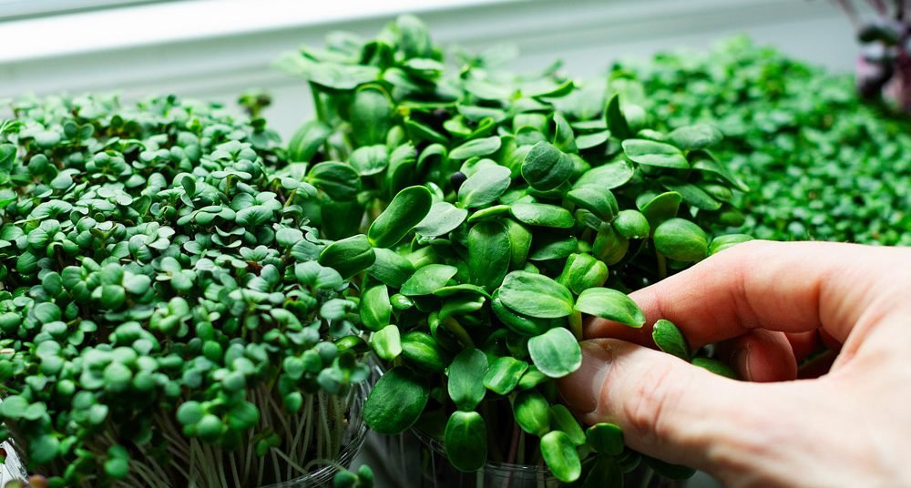 Jump On The Terrace Gardening Trend And Grow Your Own Food