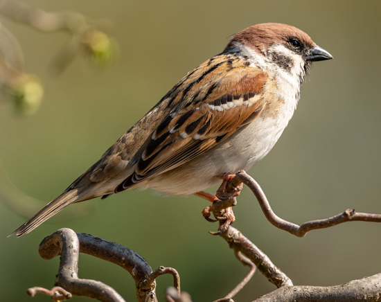 Sparrow Bird