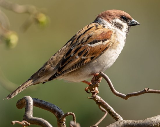 english sparrow