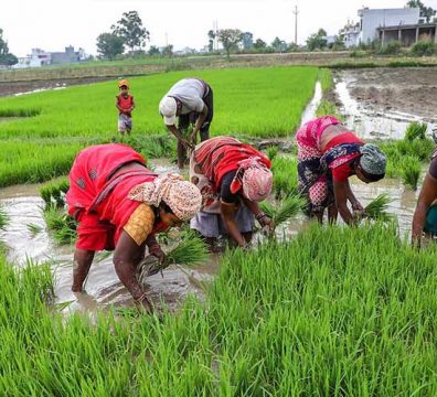 Monsoon Dip To Shift Farming Economy: CRISIL Report