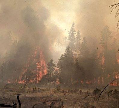 Wildfires Present An Urgent Need For An Efficient Corporate Carbon Offsets System Policies