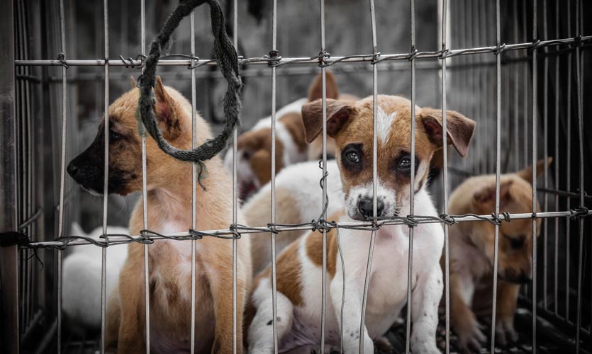 The PCA Act Requires Urgent Amendments To Prevent Violence Against Animals
