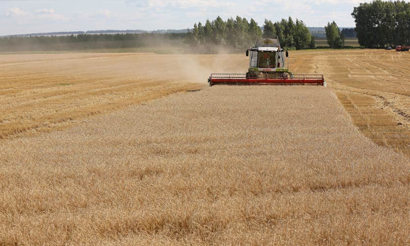 Russia Temporarily Prohibits Grain Exports To Ex-Soviet Countries