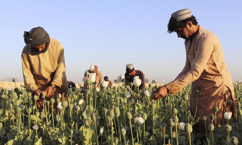 Afghanistan: Taliban Announces Ban On Cultivation Of Opium Poppy, Other Drugs