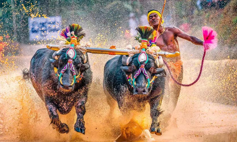 Annual Sports Festival ‘Kambala’ Set To Conclude On April 16